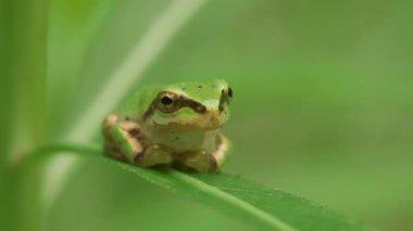 Japon Ağaç Kurbağası (Hyla japonica)