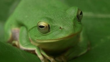 Schlegel 'in Yeşil Ağaç Kurbağası (Rhacophorus schlegelii)