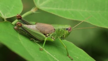 Yeşil Yaprak üzerinde dinlenen Çekirge (Melanoplinae)