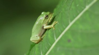 Schlegel 'in Yeşil Ağaç Kurbağası (Rhacophorus schlegelii)