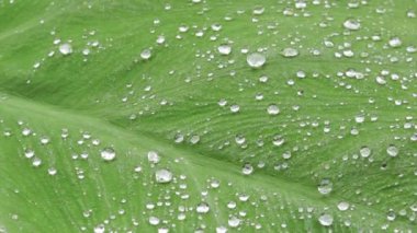 su yapraklara düşer.