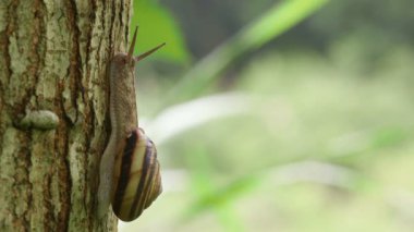 Kara Salyangozu (Euhadra peliomphala)