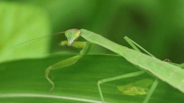 Japon Dev Mantid (Tenodera aridifolia)