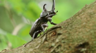 Japon Gergedan Böceği (Trypoxylus ikilemi)