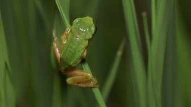 Japon Ağaç Kurbağası (Hyla japonica)