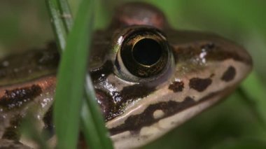 Tokyo Daruma Gölet Kurbağası (Pelophylax porosus)