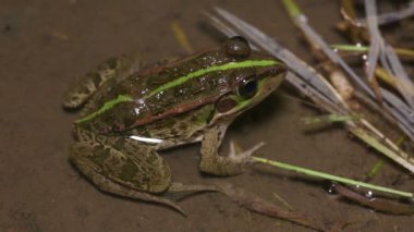 Tokyo Daruma Gölet Kurbağası (Pelophylax porosus)