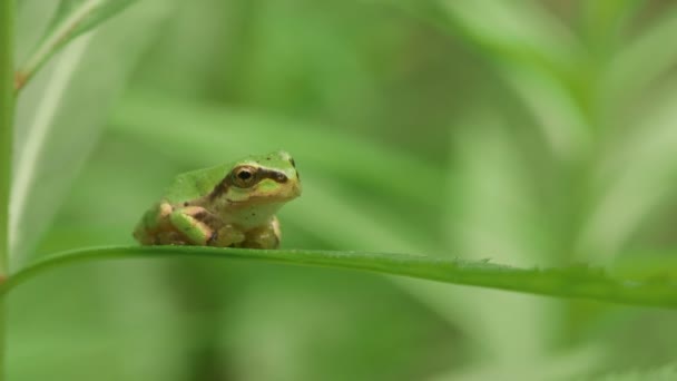 日本树蛙 Hyla Japonica — 图库视频影像