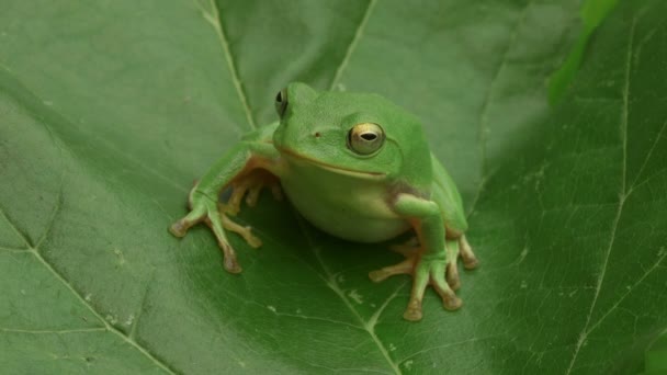 シュレーゲルの緑の木のカエル Racophorus Schlegelii — ストック動画