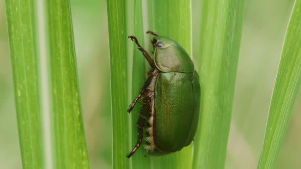 Skalbagge Anomala Albopilosa — Stockvideo