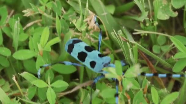 Besouro Longhorn Azul Com Manchas Pretas Rosalia Batesi — Vídeo de Stock