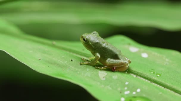 Groene Boomkikker Van Schlegel Rhacophorus Schlegelii — Stockvideo