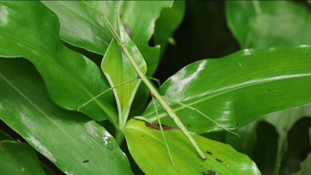 Inseto Vara Phasmida Baculum Elongatum — Vídeo de Stock