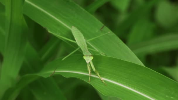 Japanische Gottesanbeterin Tenodera Aridifolia — Stockvideo