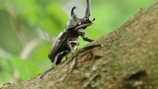 Японский Жук Носорог Trypoxylus Dichotoma — стоковое видео