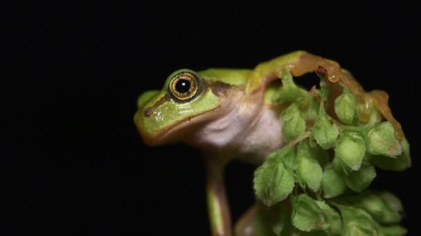 日本树蛙 Hyla Japonica — 图库视频影像