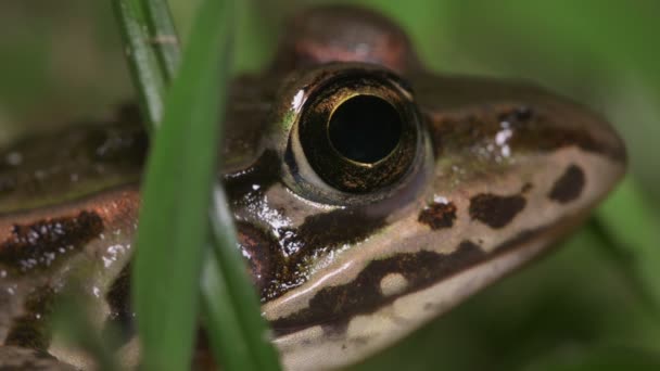 Tokio Daruma Pond Frog Pelophylax Porosus — Vídeo de stock