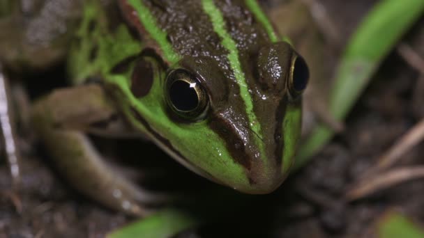 Sapo Lagoa Daruma Tóquio Pelophylax Porosus — Vídeo de Stock