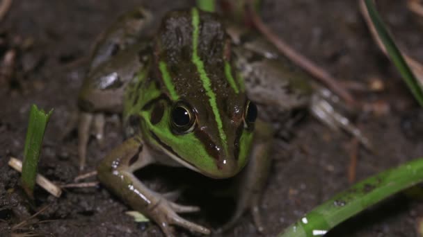 Tokio Daruma Pond Frog Pelophylax Porosus — Vídeo de stock