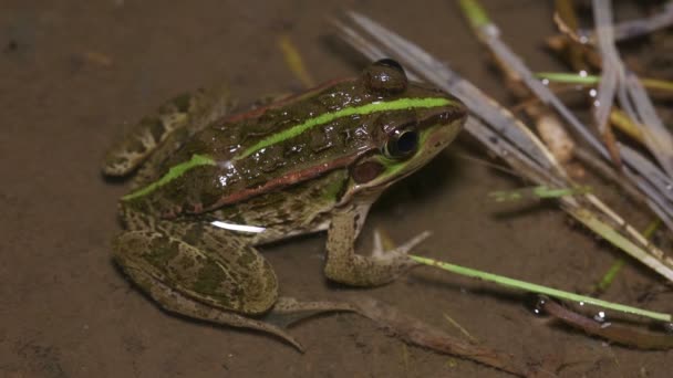 Tokyo Daruma Gölet Kurbağası Pelophylax Porosus — Stok video