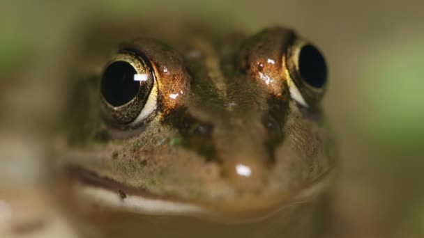 Tokio Daruma Pond Frog Pelophylax Porosus — Vídeo de stock