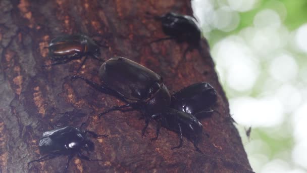 Insectos Alimentándose Salchicha Los Árboles — Vídeo de stock