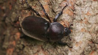 Japon Gergedan Böceği (Trypoxylus ikilemi)