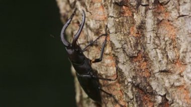Testere dişli Geyik Böceği (Prosopocoilus meylinatus)