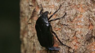 Drone Beetle (Rhomborrhina polita)