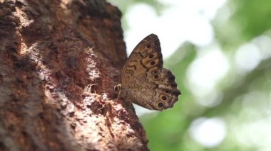 Goschevitschi 'nin Labirenti (Neope goschevitschii) Ağaç Sosu ile besleniyor