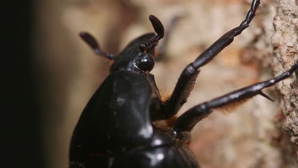 Drone Beetle Rhomborrhina Polita — Stockvideo