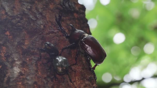 Japanese Rhinoceros Beetle Trypoxylus Dichotoma Feeding Tree Sap — 비디오