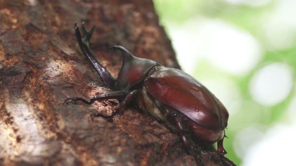 Σκαθάρι Ρινόκερος Ιαπωνίας Trypoxylus Dichotoma Που Τρέφεται Δεντρολίβανο — Αρχείο Βίντεο