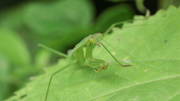 Modliszka Olbrzymia Japońska Tenodera Aridifolia — Wideo stockowe