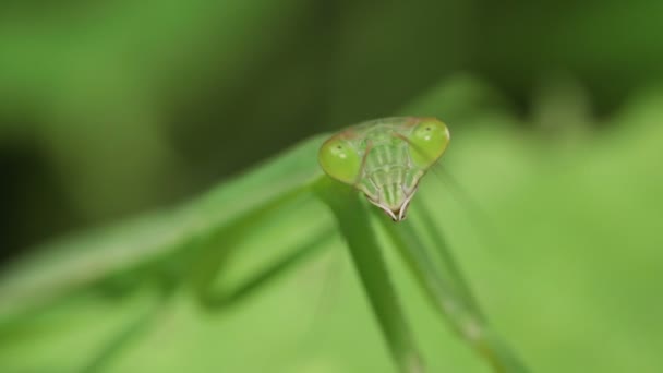 Modliszka Olbrzymia Japońska Tenodera Aridifolia — Wideo stockowe