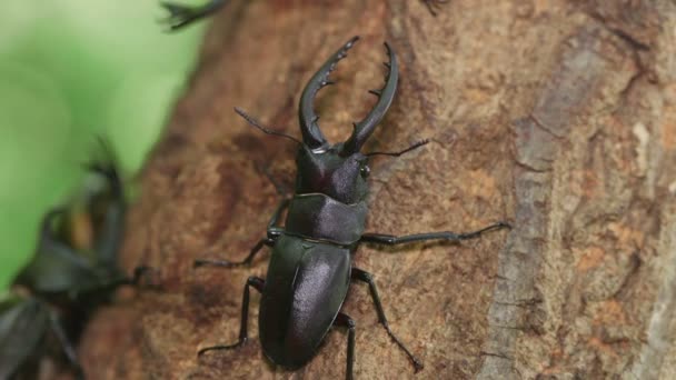 Sawtoothed Stag Beetle Prosopocoilus Inclinatus — стокове відео