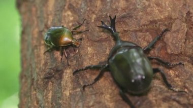 Drone Beetle (Pseudotorynorrhina japonica) Ağaç Sosu İçin Savaşıyor