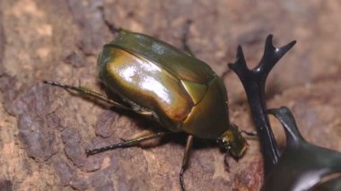 Drone Beetle (Pseudotorynorrhina japonica) Ağaç Sosu İçin Savaşıyor