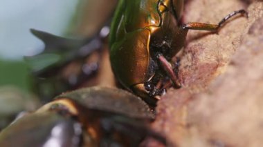 Drone Beetle (Pseudotorynorrhina japonica) ağaç özü ile besleniyor