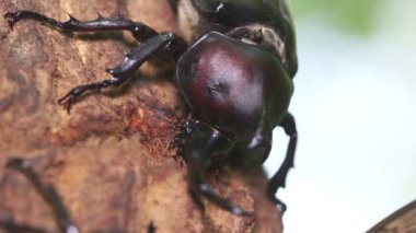Japon gergedan böceği (Trypoxylus ikilemi) ağaç özü ile besleniyor