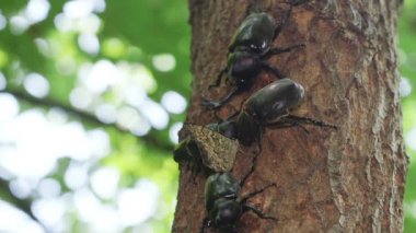 Japon gergedan böceği (Trypoxylus ikilemi) ağaç özü ile besleniyor