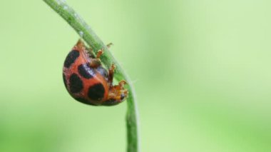 Uğurböceğinin yakın görüntüsü (Epilachna amirabilis)