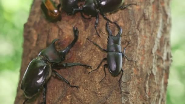 Sawtoothed Jelg Beetle Prosopocoilus Inclinatus Fighting Tree Sap — Stock video