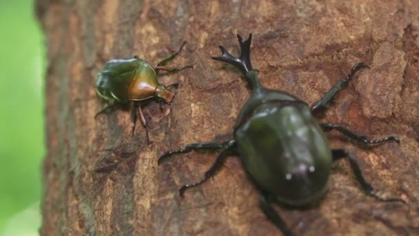 Drone Beetle Pseudotorynorrina Japonica Fighting Tree Sap — 비디오