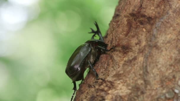 Japanse Neushoornkever Trypoxylus Dichotoma Die Zich Voedt Met Boomzaag — Stockvideo