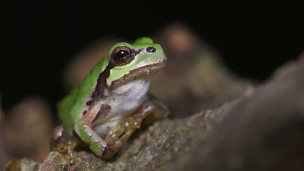 日本树蛙 Hyla Japonica — 图库视频影像