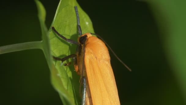 Vista Ravvicinata Della Falena Lithosia Quadra — Video Stock