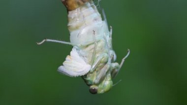 Sert Ağustos Böceği (Hyalessa maculaticollis) ortaya çıktı