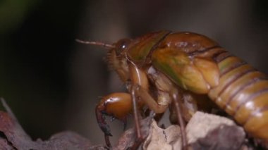 Ağustos Böceği (Graptopsaltria nigrofuscata) Larva Tırmanan Ağacı