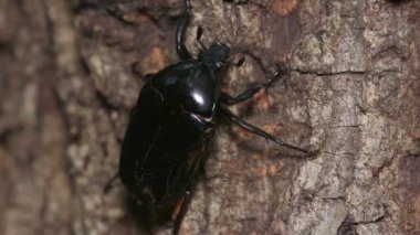 Drone Beetle (Rhomborrhina polita)